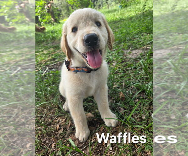 Medium Photo #20 Golden Retriever Puppy For Sale in PLANT CITY, FL, USA