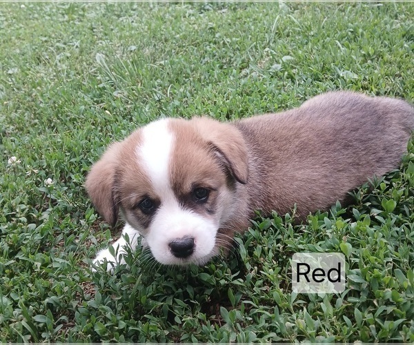 Medium Photo #4 Pembroke Welsh Corgi Puppy For Sale in REDKEY, IN, USA