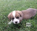 Small #3 Pembroke Welsh Corgi