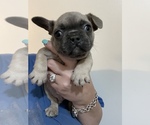 Small Photo #1 French Bulldog Puppy For Sale in JAMESTOWN, TN, USA