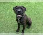 Small Mastiff