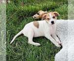 Small #1 Labrador Retriever Mix
