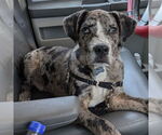 Small #2 Catahoula Leopard Dog Mix