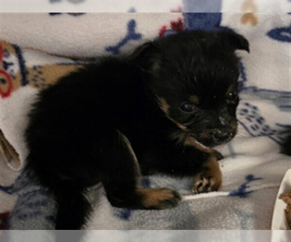 Medium Photo #1 Mutt Puppy For Sale in Riverside, CA, USA