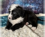 Small Photo #14 Miniature Australian Shepherd-Miniature Bernedoodle Mix Puppy For Sale in BLUE SPRINGS, MO, USA