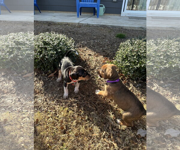 Medium Photo #6 Mutt Puppy For Sale in Holly Springs, NC, USA