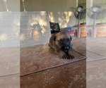 Small Photo #7 Malinois Puppy For Sale in LANCASTER, CA, USA
