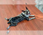 Small #14 Boston Terrier Mix