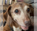 Small #3 Dachshund