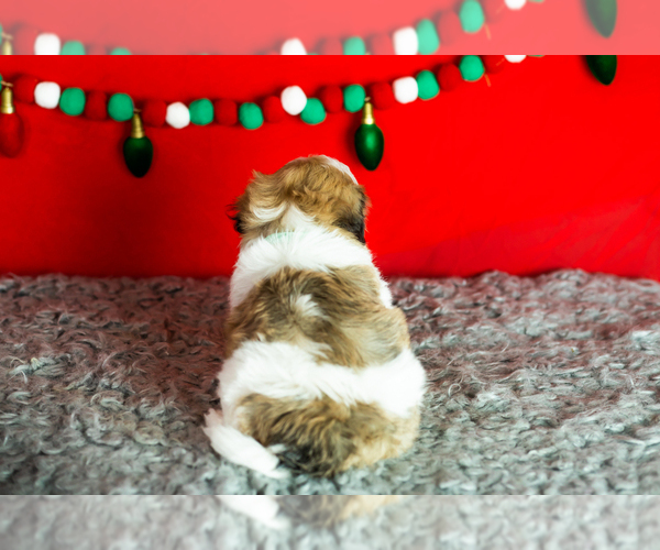 Medium Photo #6 Zuchon Puppy For Sale in WOLCOTTVILLE, IN, USA