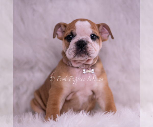 Medium Photo #2 Bulldog Puppy For Sale in WARSAW, IN, USA