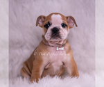 Small #1 Bulldog