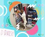 Small Photo #2 American Foxhound-Unknown Mix Puppy For Sale in Georgetown, KY, USA