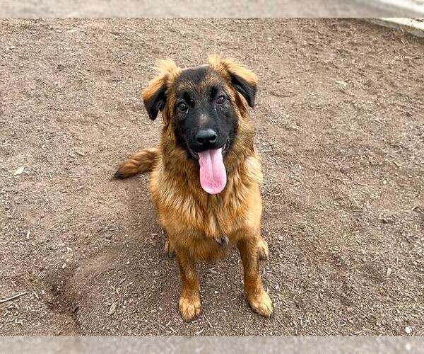 Medium Photo #1 German Shepherd Dog Puppy For Sale in Orange, CA, USA