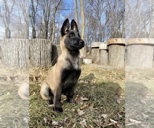 Belgian Malinois Puppy for sale in BROOKLYN, NY, USA