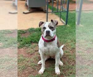 American Bulldog-Unknown Mix Dogs for adoption in Greenville, SC, USA