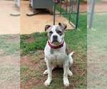 Rumi - Female American Bulldog-Unknown Mix Dog for Adoption - Small photo