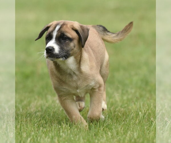 Medium Photo #2 Australian Shepherd-Unknown Mix Puppy For Sale in Mechanicsburg, PA, USA