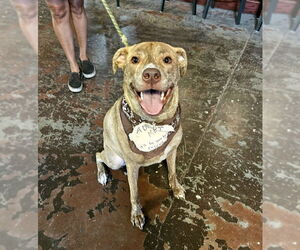 Marzen - Male Labrador Retriever-Unknown Mix Dog for Adoption - Photo #8