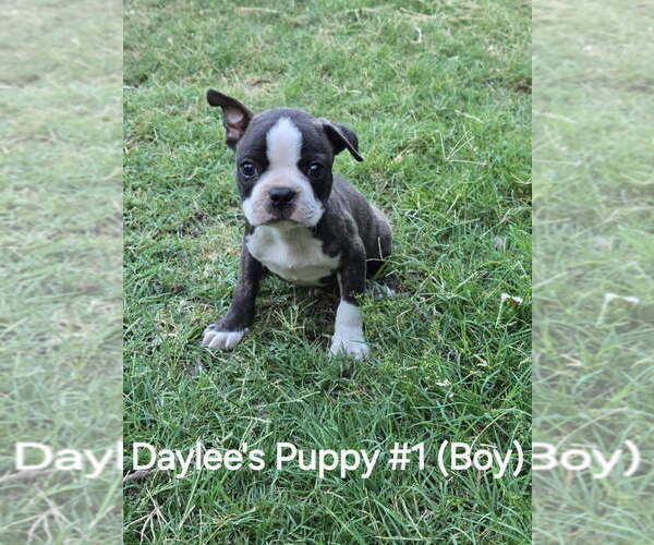 Medium Photo #2 Boston Terrier Puppy For Sale in CALDWELL, TX, USA