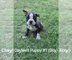 Small #1 Boston Terrier