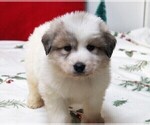 Small Photo #1 Great Pyrenees Puppy For Sale in CLAYTON, WA, USA