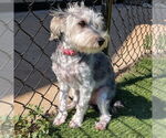 Small #2 Maltese Mix