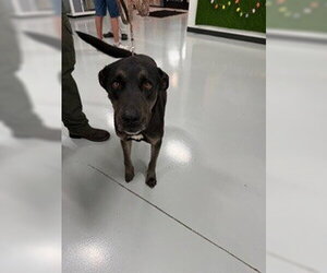 Labrador Retriever Dogs for adoption in Temple, TX, USA