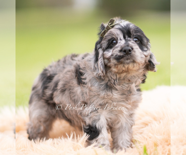Medium Photo #5 Cavapoo (Miniature) Puppy For Sale in WARSAW, IN, USA