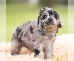 Small Photo #5 Cavapoo (Miniature) Puppy For Sale in WARSAW, IN, USA