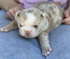 English Bulldog Puppy for Sale in BLOOMINGTON, Illinois USA
