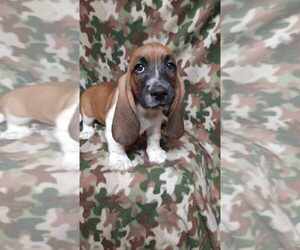 Basset Hound Puppy for sale in SALEM, WV, USA