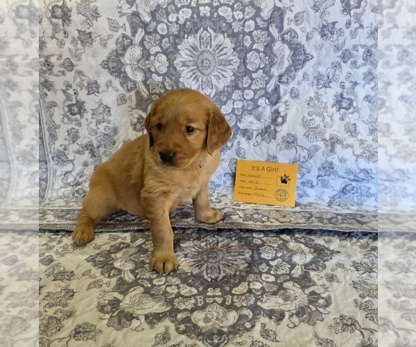 Medium Photo #10 Golden Retriever Puppy For Sale in GLENDALE, AZ, USA