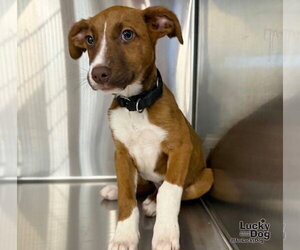 Sassy - Female Labrador Retriever-Unknown Mix Dog for Adoption - Photo #3