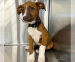 Small Photo #3 Labrador Retriever-Unknown Mix Puppy For Sale in Washington, DC, USA