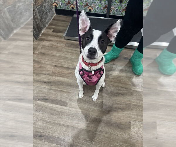 Medium Photo #31 American Pit Bull Terrier-Labrador Retriever Mix Puppy For Sale in Brewster, NY, USA