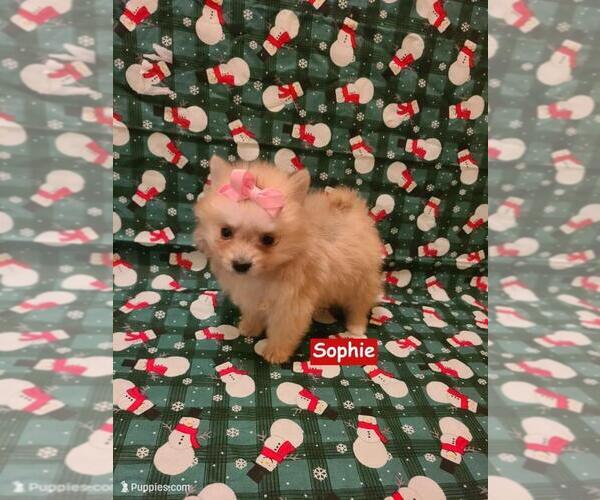 Medium Photo #3 Pomeranian Puppy For Sale in CLARKSVILLE, TN, USA