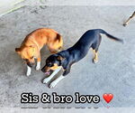 Small #3 Australian Shepherd-Black Mouth Cur Mix