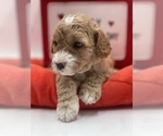 Small Photo #11 Goldendoodle Puppy For Sale in SACRAMENTO, CA, USA