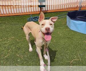American Pit Bull Terrier-Unknown Mix Dogs for adoption in Las Vegas, NV, USA