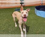 Small American Pit Bull Terrier Mix
