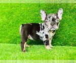 Small Photo #1 French Bulldog Puppy For Sale in CYPRESS, TX, USA