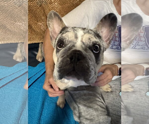 Medium Photo #2 French Bulldog Puppy For Sale in Sanford, FL, USA