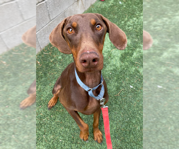 Medium Photo #2 Doberman Pinscher Puppy For Sale in Lakewood, CO, USA