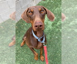 Small #1 Doberman Pinscher