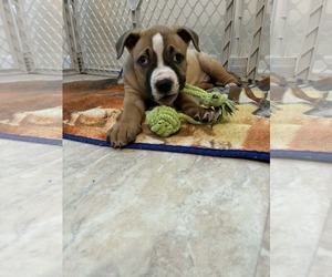 Boxer-Staffordshire Bull Terrier Mix Dogs for adoption in Holly Springs, NC, USA