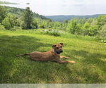 Small #2 American Pit Bull Terrier Mix