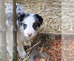Medium Border Collie