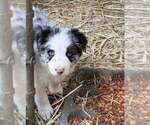 Puppy BlueMerlePuppy6 Border Collie