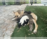 Small Photo #12 German Shepherd Dog-Great Dane Mix Puppy For Sale in SARASOTA, FL, USA